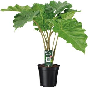 Olifantenoor, Tropische Exotische Groene Plant, Alocasia Portodora - Ø21cm - 80cm