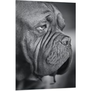 WallClassics - Vlag - Bordeaux hond Zwart / Wit - 80x120 cm Foto op Polyester Vlag