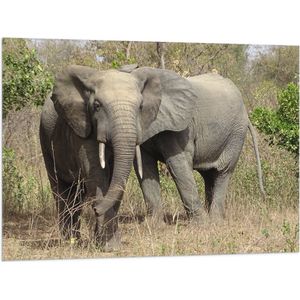 WallClassics - Vlag - Afrikaanse Olifant in het Wild - 100x75 cm Foto op Polyester Vlag