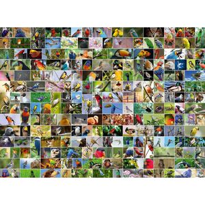 Bluebird Collage - World's most Beautiful Birds  -  Puzzel 4000 stukjes