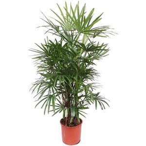 Bamboepalm - Rhapis Excelsa hoogte 190cm potmaat 34cm