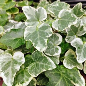 Klimop Glacier - Hedera helix