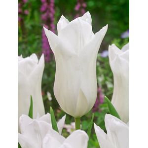 200x Tulpen 'White triumphator' - BULBi® Bloembollen met bloeigarantie