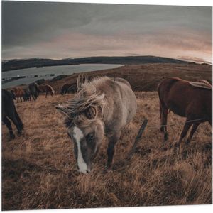 WallClassics - Vlag - Paarden op een Heuvel - 80x80 cm Foto op Polyester Vlag