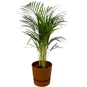 Groene Oase - Elegance Serie Areca Palm - Luchtzuiverend - Inclusief elho Greenville Pot D24xH23
