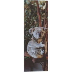WallClassics - Vlag - Koala Zittend op Bruine Takken met Groene Bladeren - 20x60 cm Foto op Polyester Vlag