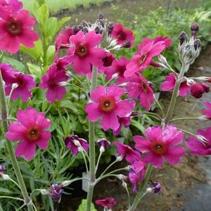 6x Sleutelbloem - Primula pulverulenta - Pot 9x9cm