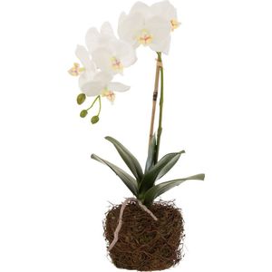 J-Line plant Orchidee In Aarde - kunststof - wit/groen - small