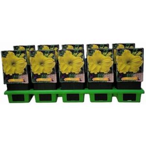 Plants Online - Tuinplanten - Vaste planten - Set van 10 - Hemerocallis 'Girl Scout' - 1 liter pot - Plant Tray 10 Stuks