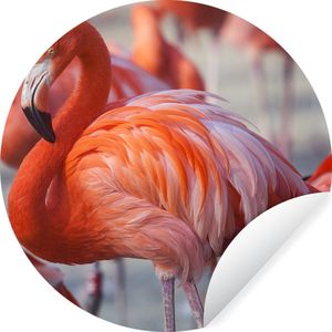 WallCircle - Behangcirkel - Flamingo - Vogel - Dieren - Roze - Zelfklevend behang - ⌀ 30 cm - Behangsticker - Behangcirkel dieren - Woonkamer