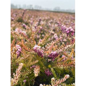 Winterheide Oranje/Roze - 10 Stuks - Erica carnea 'Ann Sparkes' - P9.5 - Plant - Tuinplant - Heide