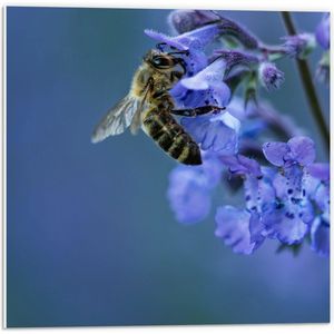 WallClassics - PVC Schuimplaat- Bij op Paarse Bloemen - 50x50 cm Foto op PVC Schuimplaat