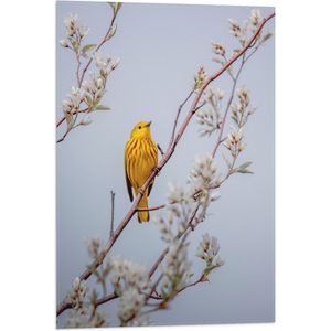 WallClassics - Vlag - Gele Vogel op Tak met Bloemen - Mangrovezanger - 50x75 cm Foto op Polyester Vlag