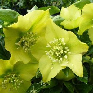 6x Nieskruid - Helleborus orientalis 'Yellow Lady' - Pot 9x9cm