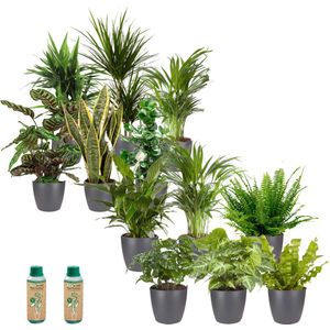 vdvelde.com - Kantoorplanten - Makkelijke en Luchtzuiverende Planten - Kantoorinrichting - Antraciet Pot - 12 stuks - Planten voor op Kantoor - 12 planten in antraciet pot - Ø 12 cm ↥ ca. 40 cm - Incl. plantenvoeding