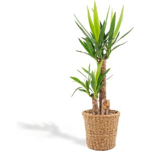 Hello Plants XL Yucca Palmlelie - Ø 21 cm Mandje - Hoogte: 100 cm - Palm Kamerplant