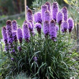 25 x Lampenpoetser of Knopige Slangenwortel Lila|Paars - Bloeiende Vaste Plant - Liatris spicata in 9x9cm pot met hoogte 0-10cm