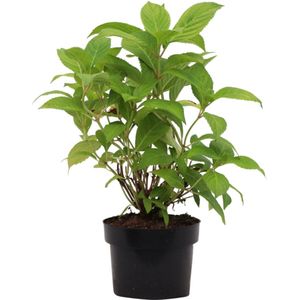 Hortensia Annabelle - Hydrangea Arborescens Annabelle - 3 liter pot (Ø19 cm)