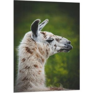 WallClassics - Vlag - Opzij kijkende Witte Lama met Bruine Vlekken - 70x105 cm Foto op Polyester Vlag