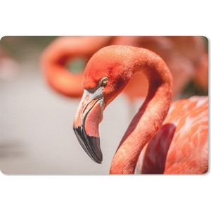 Bureau mat - Close-up van een roze flamingo die aan het rusten is - 60x40