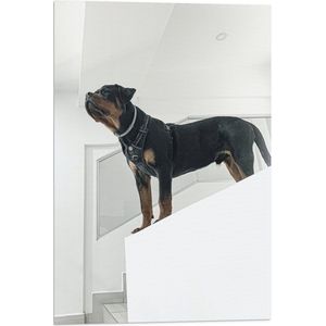 WallClassics - Vlag - Rottweiler op Trap - 40x60 cm Foto op Polyester Vlag
