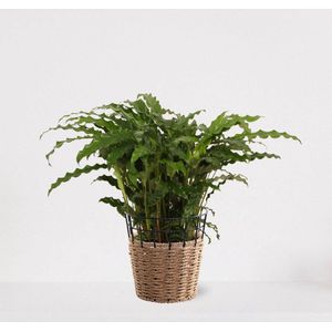 Calathea Blue Grass in siermand May Naturel – groene kamerplant – luchtzuiverende calathea - 60-75cm - Ø18 – geleverd met plantenpot – vers uit de kwekerij