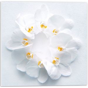 WallClassics - PVC Schuimplaat- Cirkel van Witte Bloemblaadjes tegen Witte Achtergrond - 50x50 cm Foto op PVC Schuimplaat