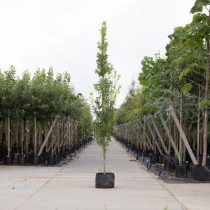 Zuil eik | Quercus robur 'Fastigiate Koster' 20-40 cm| Bomenbezorgd.nl