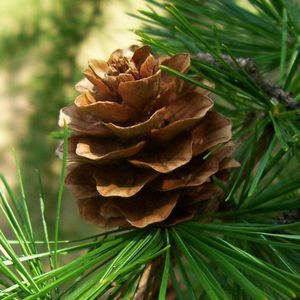 Plants Online - Set van 1 - Larix kaempferi - 5 liter pot - Plant 80-100 cm
