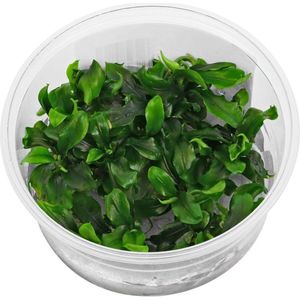 Bucephalandra Green InVitro 100cc Cup - Aquariumplanten - Aquarium decoratie - Aqua Producten - Moerings