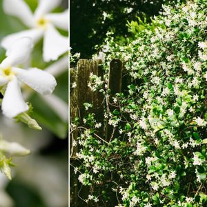 Toscaanse Jasmijn - Trachelospermum jasminoides