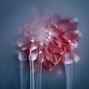 Smoking flowers – 100cm x 100cm - Fotokunst op PlexiglasⓇ incl. certificaat & garantie.