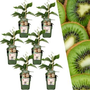 6 stuks 100% Biologische Kiwiplanten, voor in je Tuin, Ø 13 cm - ↨ 20 cm