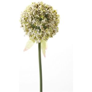 Allium / uienbol 70cm wit (per 3 stuks)