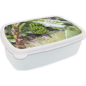 Broodtrommel Wit - Lunchbox - Brooddoos - Banaan - Plant - Boom - 18x12x6 cm - Volwassenen