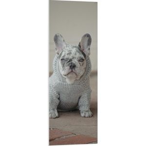 WallClassics - PVC Schuimplaat- Kleine Hond in Grijze Trui Zittend - 40x120 cm Foto op PVC Schuimplaat