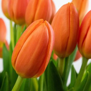 VeenseTulpen Brievenbuspakket Oranje - Echte Bloemen - 10 Stuks - Verse Cadeau Bloemen - Vers Bosje Tulpen