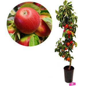 Malus domestica 'Boet' zuilappelboom - 7 liter pot - Hoogte +120cm