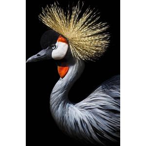 Kraanvogel op Geborsteld Aluminium - WallCatcher | Staand 100 x 150 cm | Crowned Crane