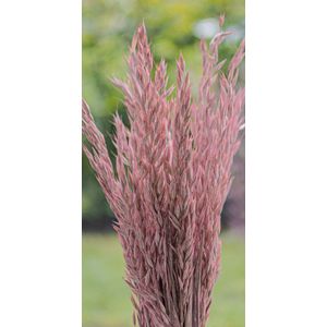 Droogbloemen - Haver - Avena Sativa - Frosted Pink | 70cm | 100g | Perfect voor Boeketten, Decoratie, Doopsuiker, Huwelijk & Verjaardagen | Duurzaam en Stijlvol Bloemenarrangement