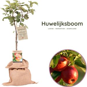 Huwelijksboom - origineel huwelijkscadeau - appelboom - Malus domestica ‘Jonagold’ - hoogte 70-95 cm - 21 cm pot