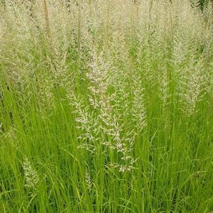 6x Calamagrostis acutiflora 'Waldenbuch' Pot 9x9cm - Siergras voor tuin en border