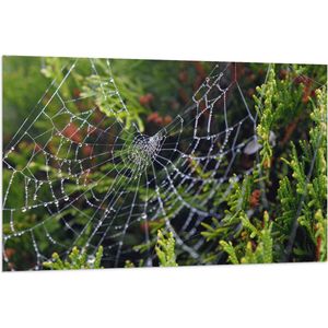 WallClassics - Vlag - Spinnenweb in de heg - 120x80 cm Foto op Polyester Vlag