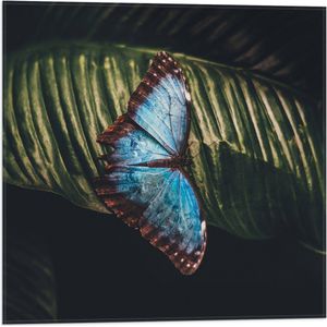 WallClassics - Vlag - Blauw met Zwarte Vlinder op Groen Blaadje - 50x50 cm Foto op Polyester Vlag