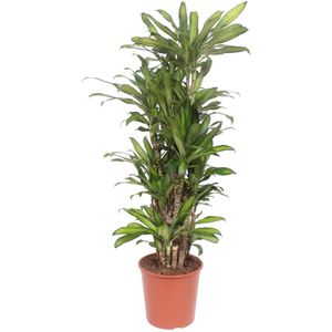 Dracaena Eve - 160 cm - ø30