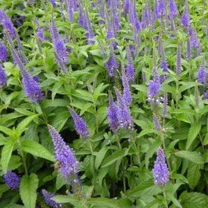 6x Veronica longifolia ‘Blauriesin’ - Langbladige ereprijs - Pot 9x9 cm