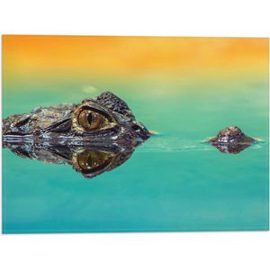 WallClassics - Vlag - Alligator onder Water - 40x30 cm Foto op Polyester Vlag