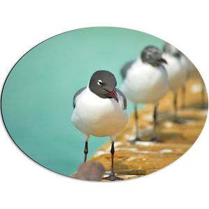 WallClassics - Dibond Ovaal - Vogels op de Steiger - 68x51 cm Foto op Ovaal (Met Ophangsysteem)