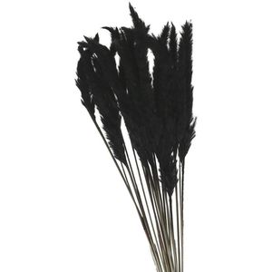 Zwarte Pampasgras pluimen fluffy | Lengte 80 centimeter | Per bos te bestellen