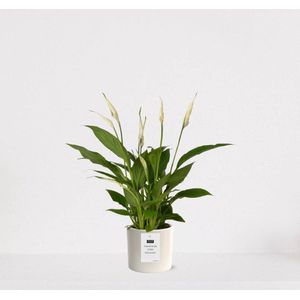 Spathiphyllum kamerplant in sierpot Very Potter 'Potverdorie goed gedaan' - Creme - Luchtzuiverende Lepelplant - 35-50cm - Ø13 - Met keramieken bloempot - vers uit de kwekerij - uniek cadeau